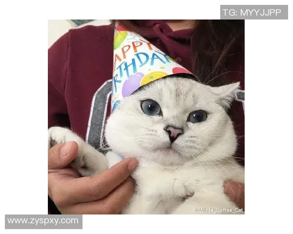 小猫足球明星名字大全集探索与推荐适合小猫的足球明星昵称和创意名称